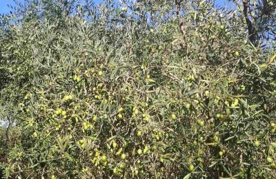 Valtura – Verkauf von Olivenhainen mit 89 tragenden Olivenbäumen.