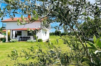 MARČANA! LOBORIKA - HAUS MIT OLIVENBAUM.