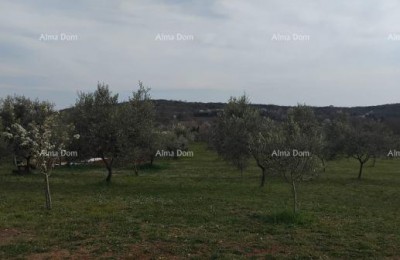 Attraktives Grundstück, 5.716 m²,  Umgebung von Poreč